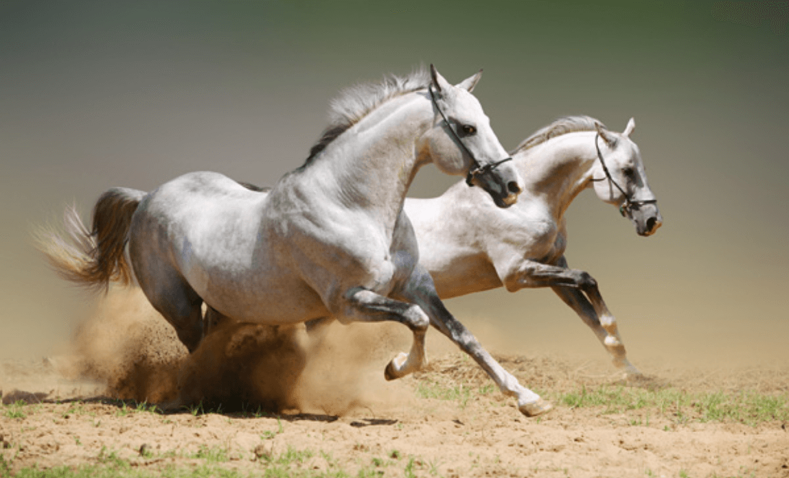 Giải nghĩa giấc mơ thấy ngựa